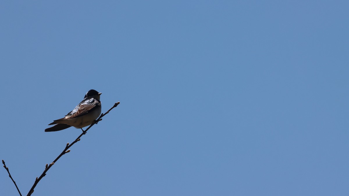 Tree Swallow - ML618623381