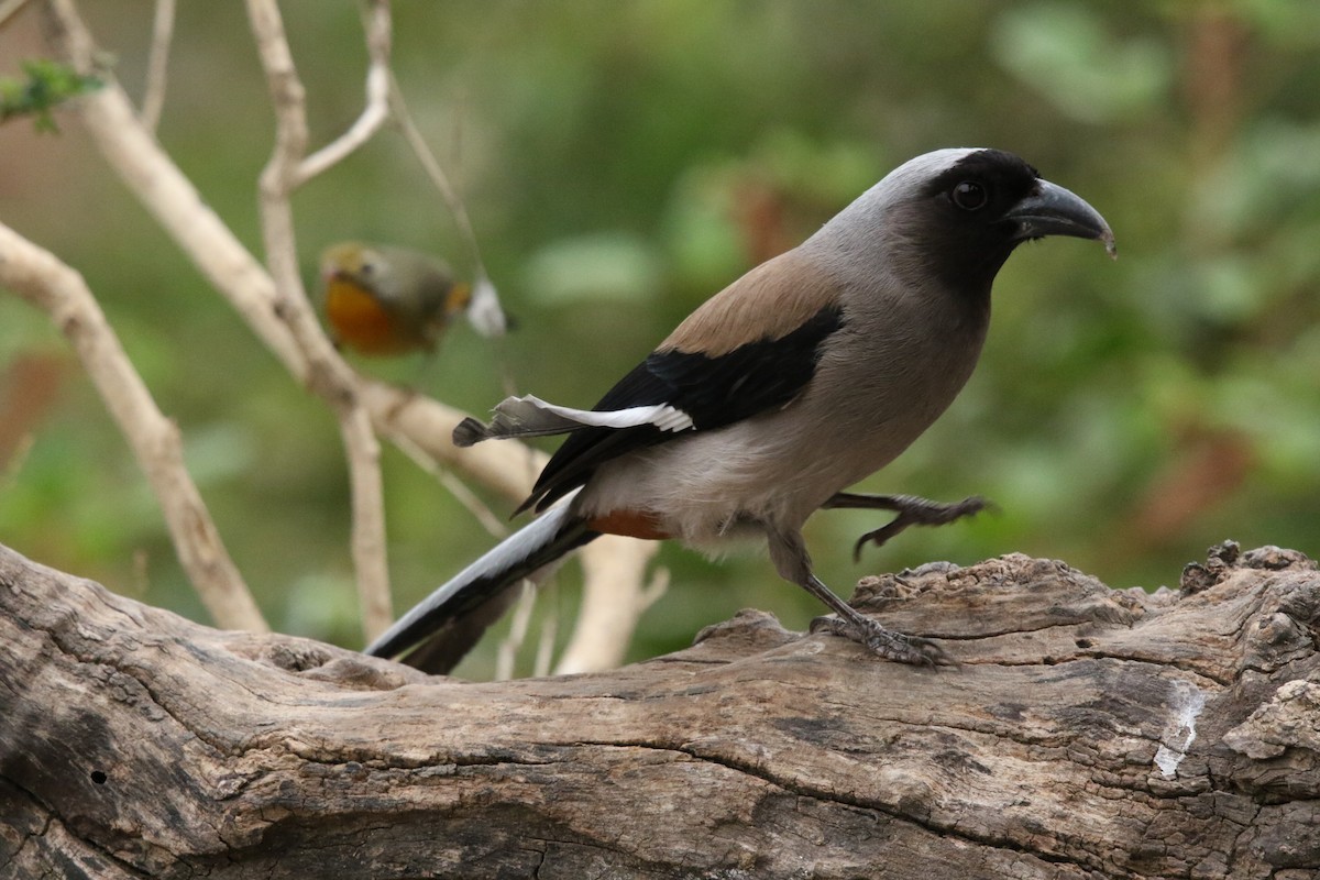 Gray Treepie - ML618623431