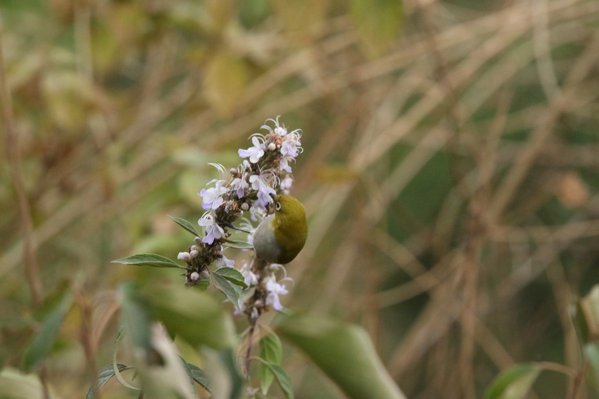 Indian White-eye - ML618623445