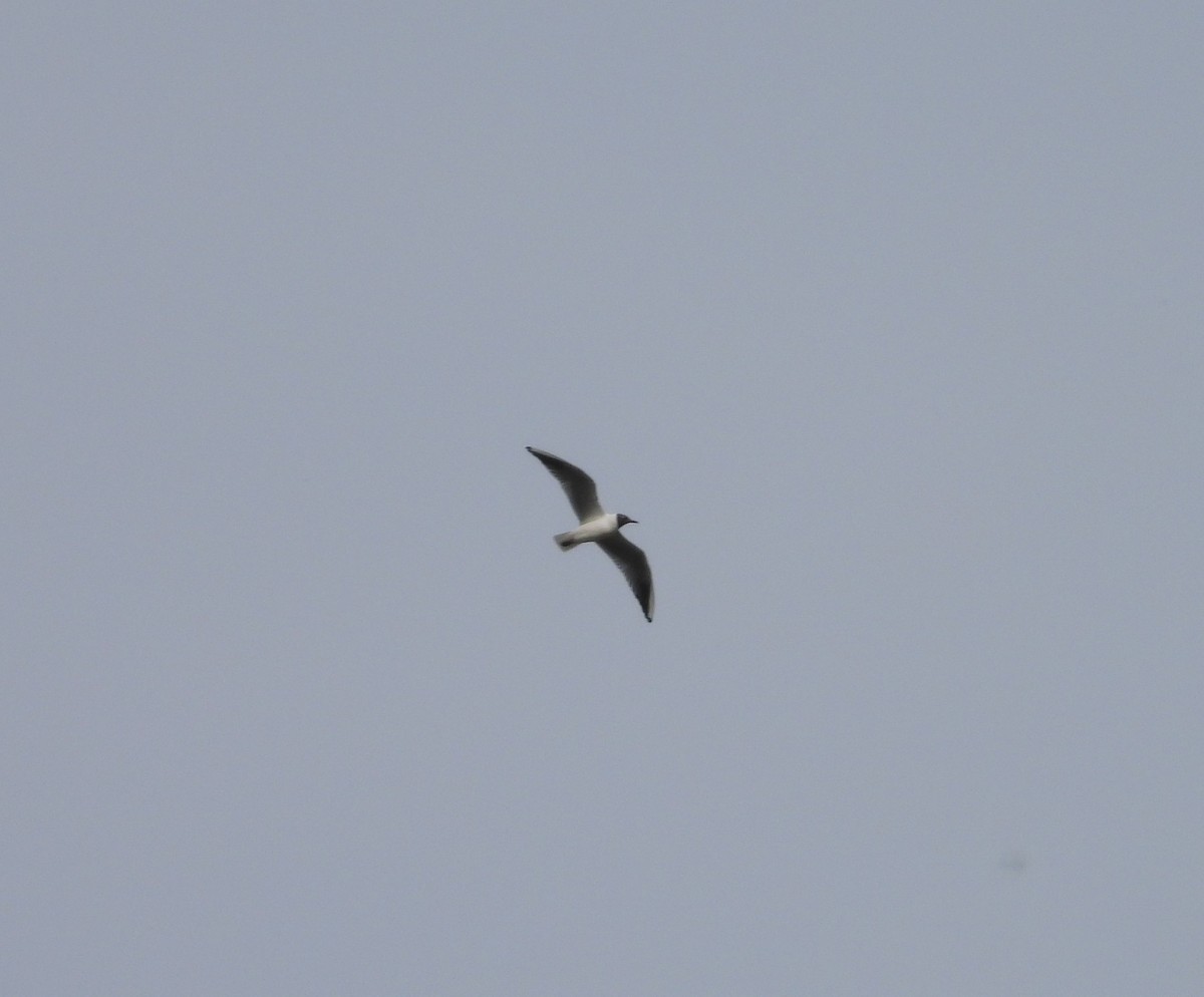 Black-headed Gull - Kamil i Alicja Grudzień