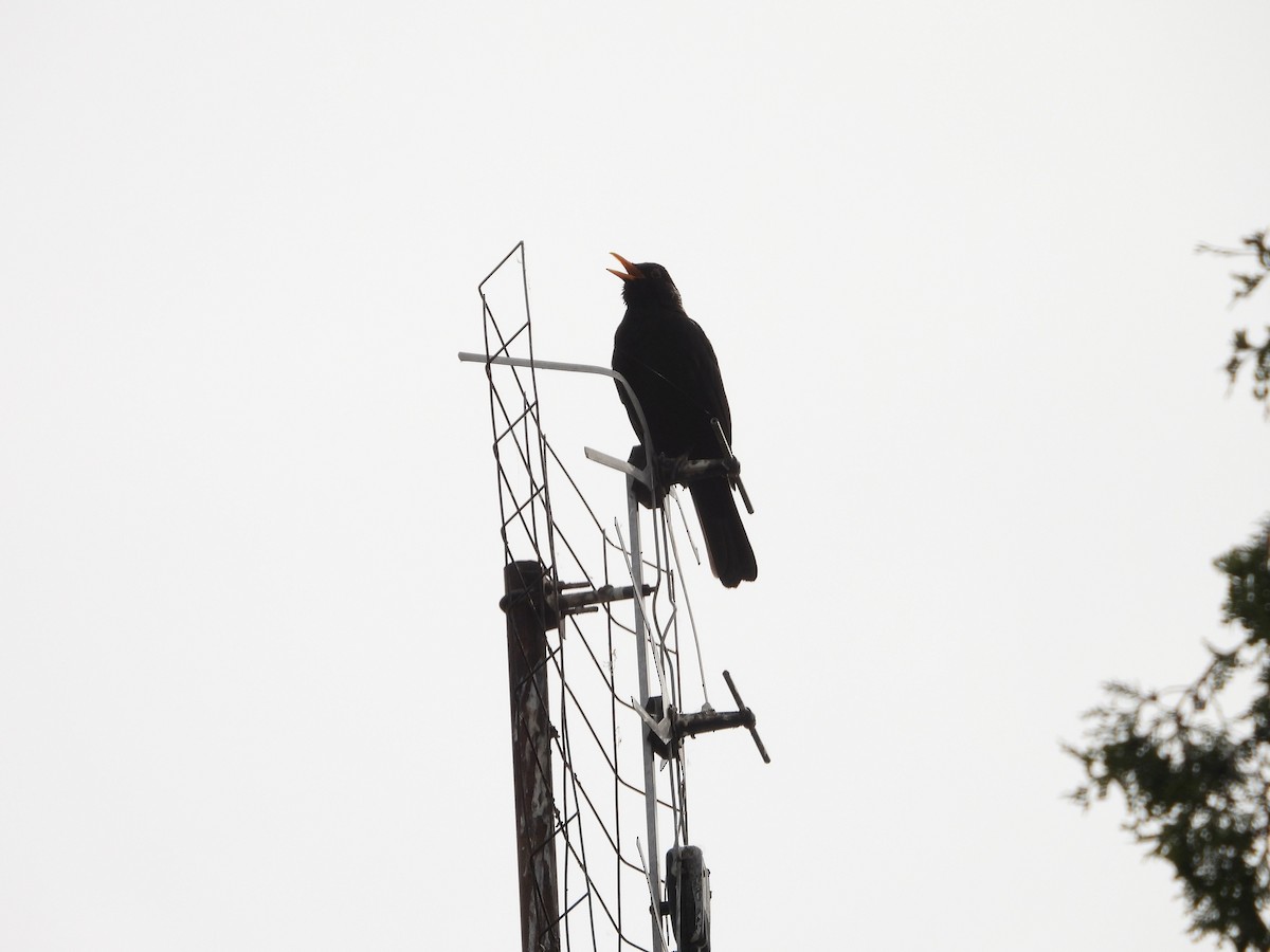 Eurasian Blackbird - Kamil i Alicja Grudzień