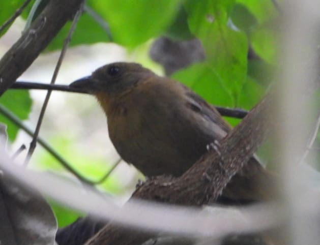 Red-crowned Ant-Tanager - ML618623507