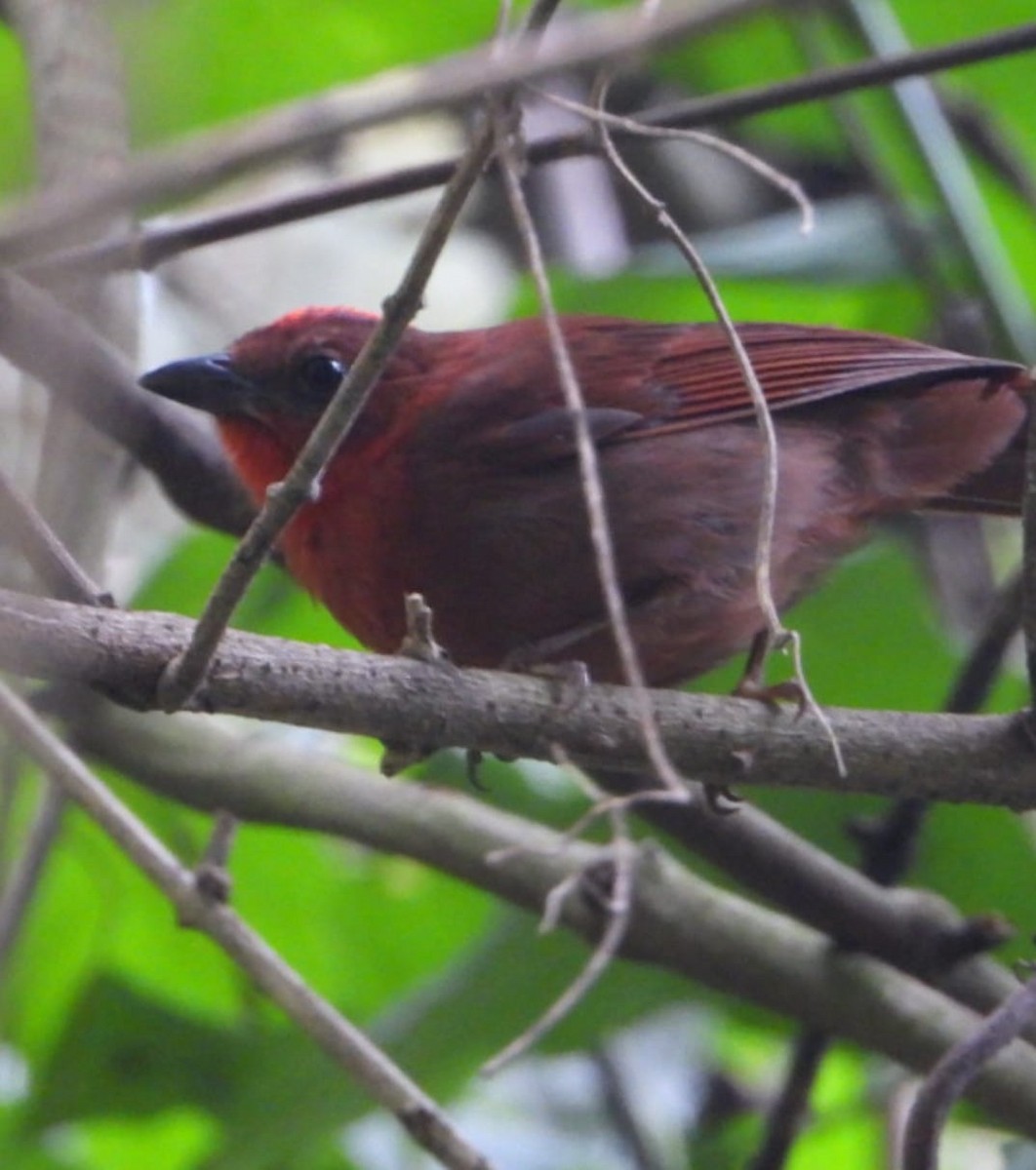Red-crowned Ant-Tanager - My Experience With Nature Birding Tour Guide