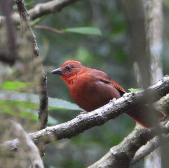 Red-crowned Ant-Tanager - ML618623517