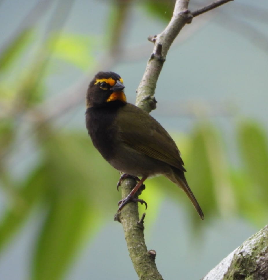 Yellow-faced Grassquit - ML618623549