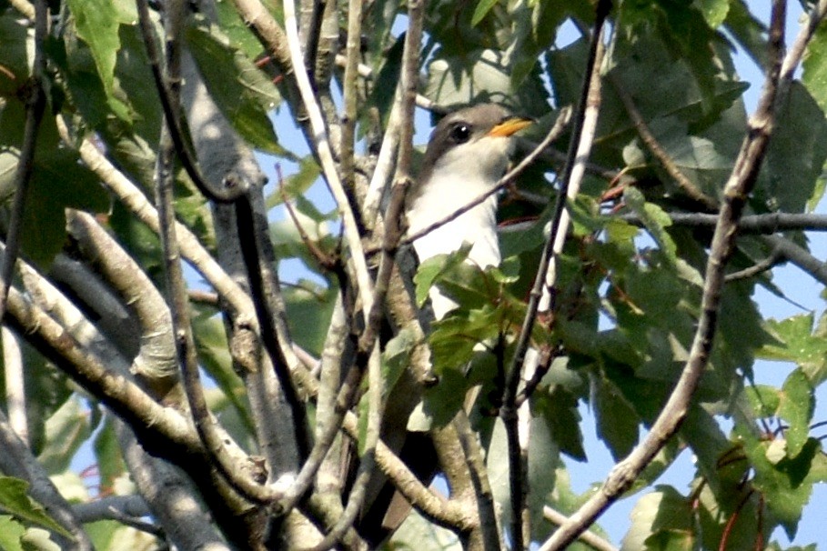 Yellow-billed Cuckoo - Alena Capek