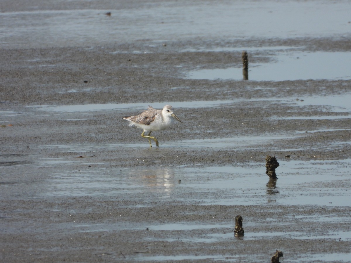 Nordmann's Greenshank - ML618623608