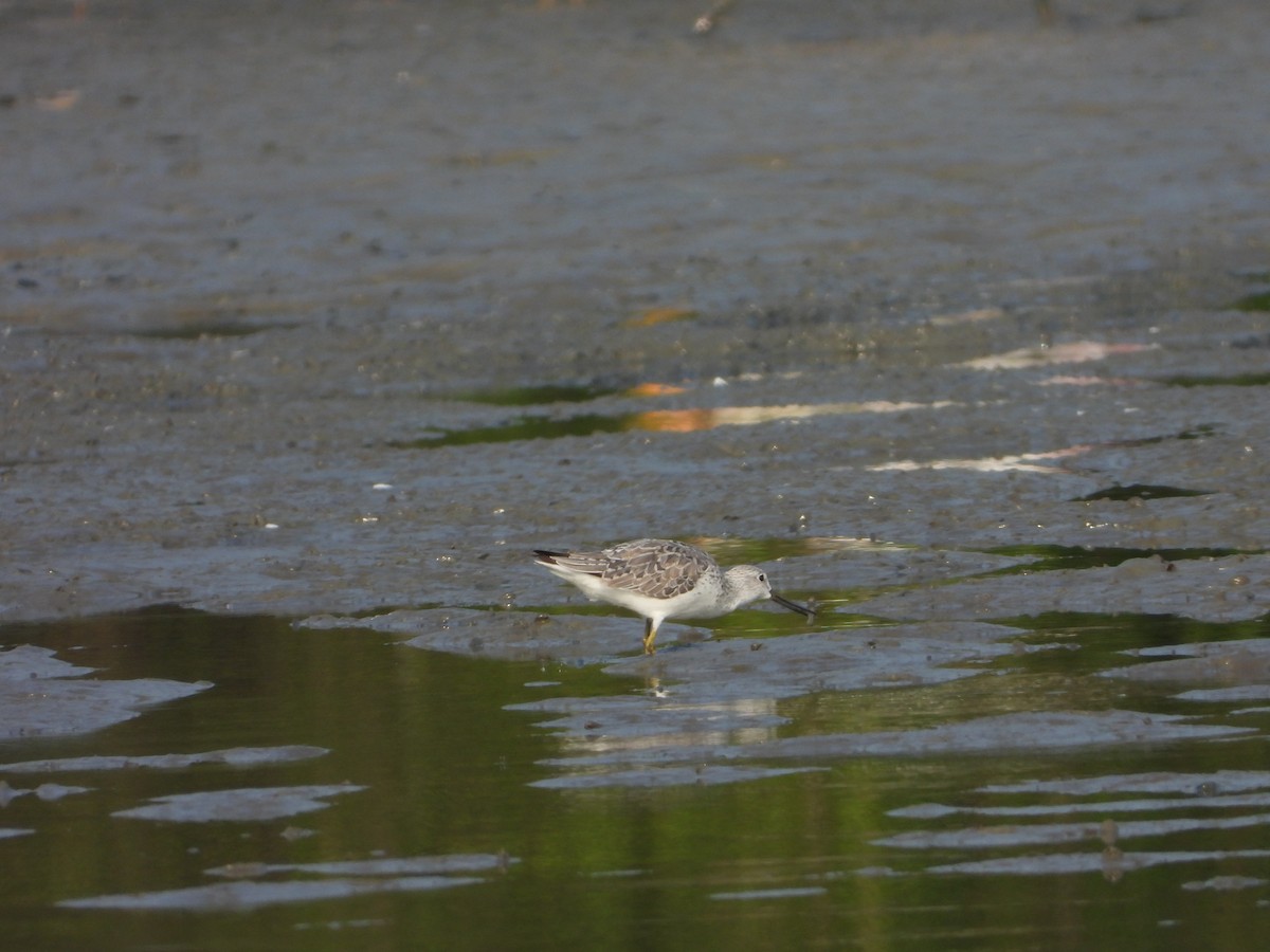 Nordmann's Greenshank - ML618623609