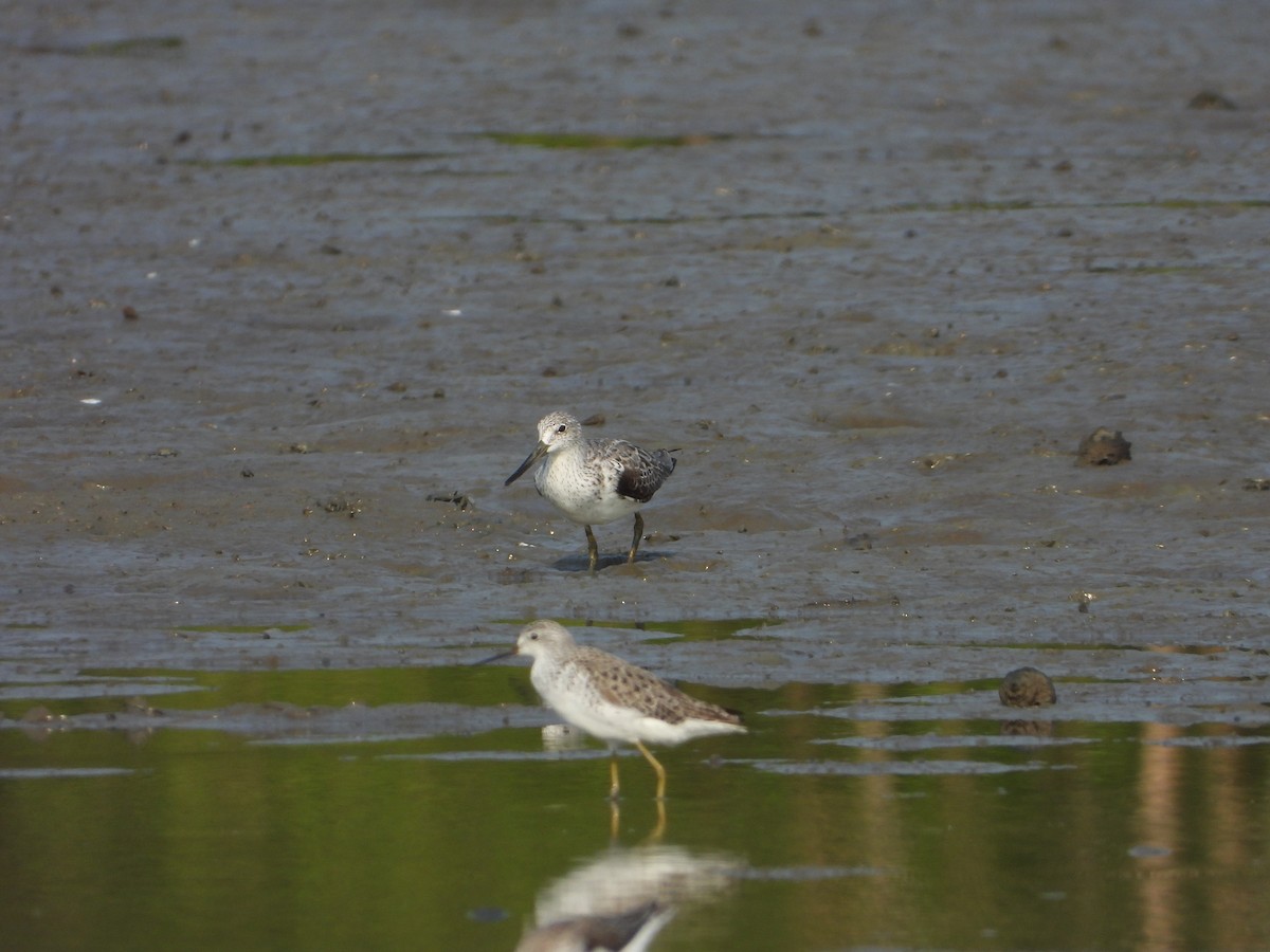 Nordmann's Greenshank - ML618623610