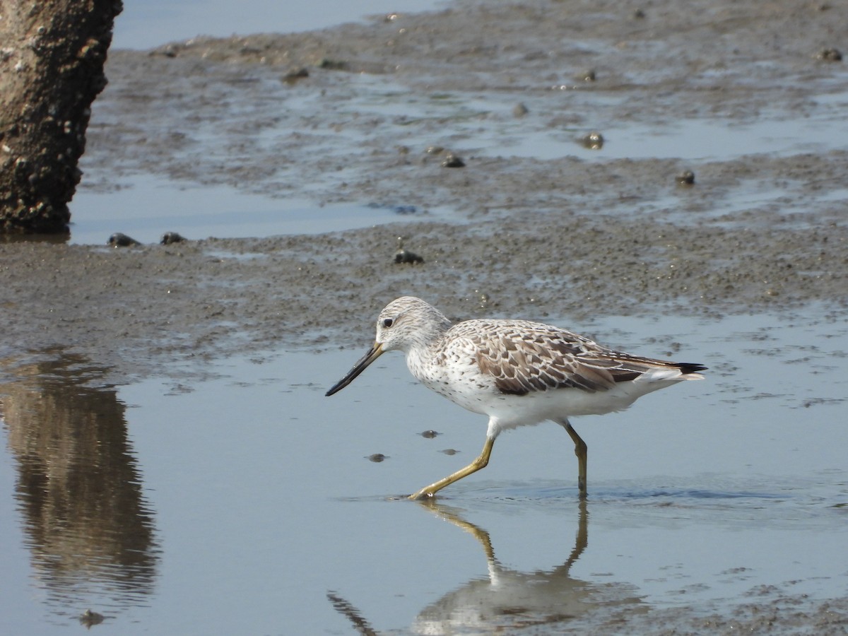 Nordmann's Greenshank - ML618623611