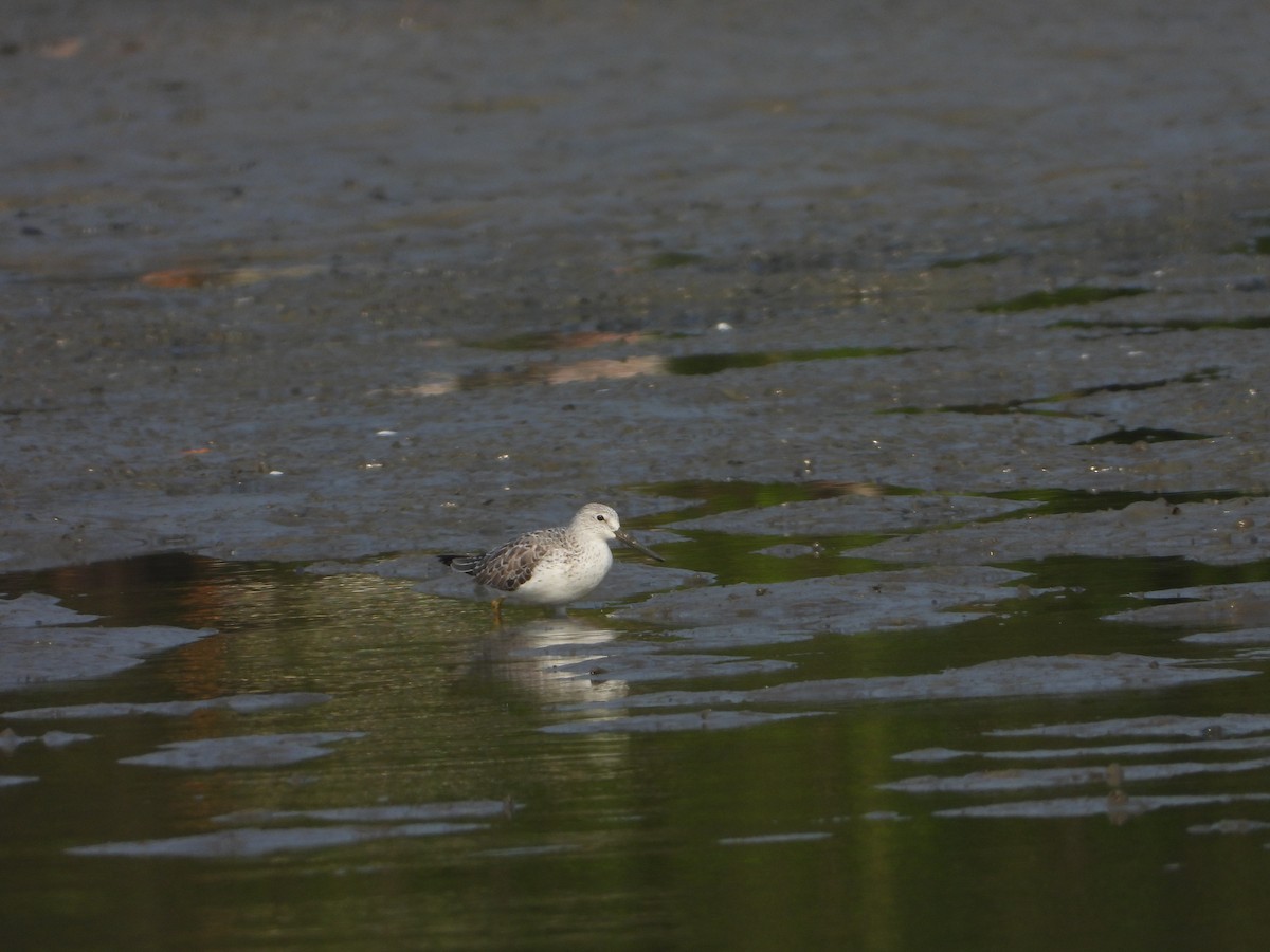 Nordmann's Greenshank - ML618623612