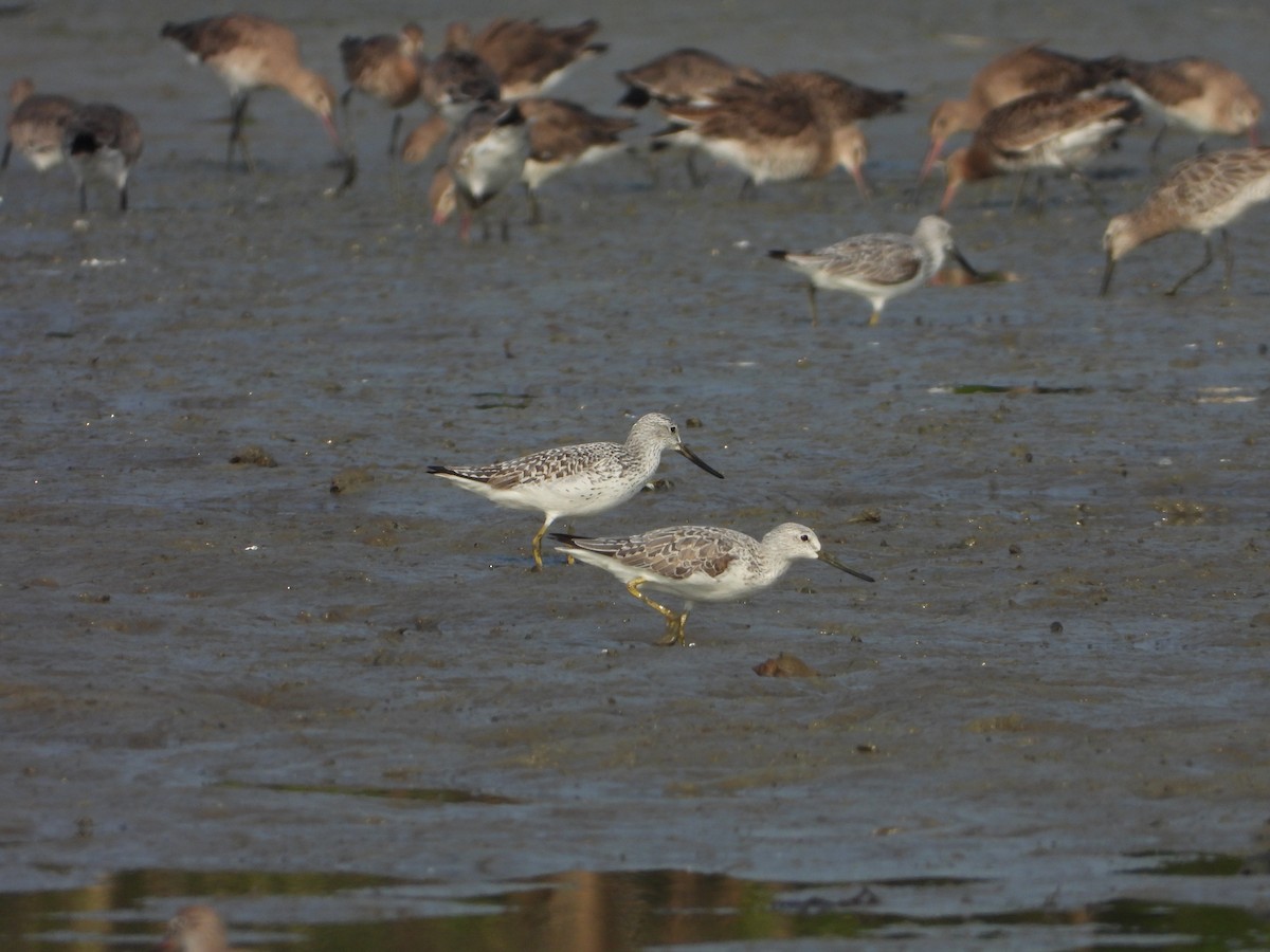 Nordmann's Greenshank - ML618623613