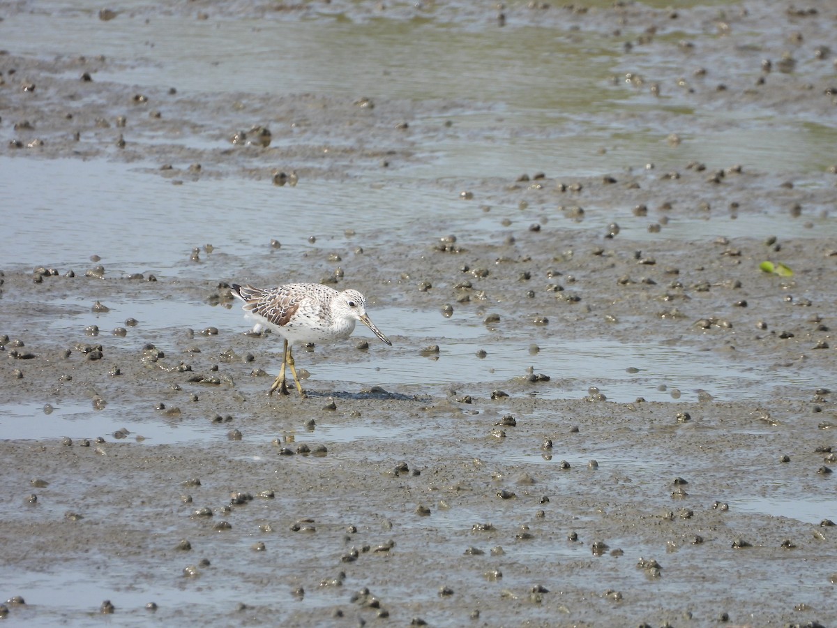 Nordmann's Greenshank - ML618623614