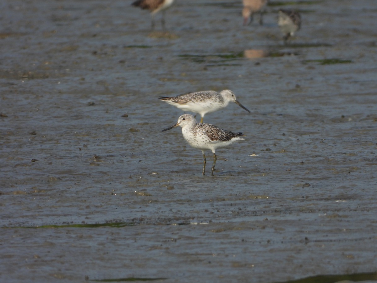 Nordmann's Greenshank - ML618623615