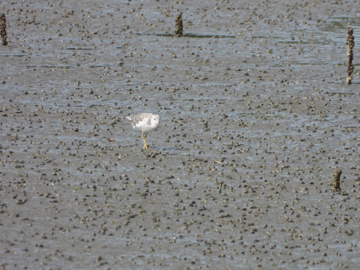 Nordmann's Greenshank - ML618623616