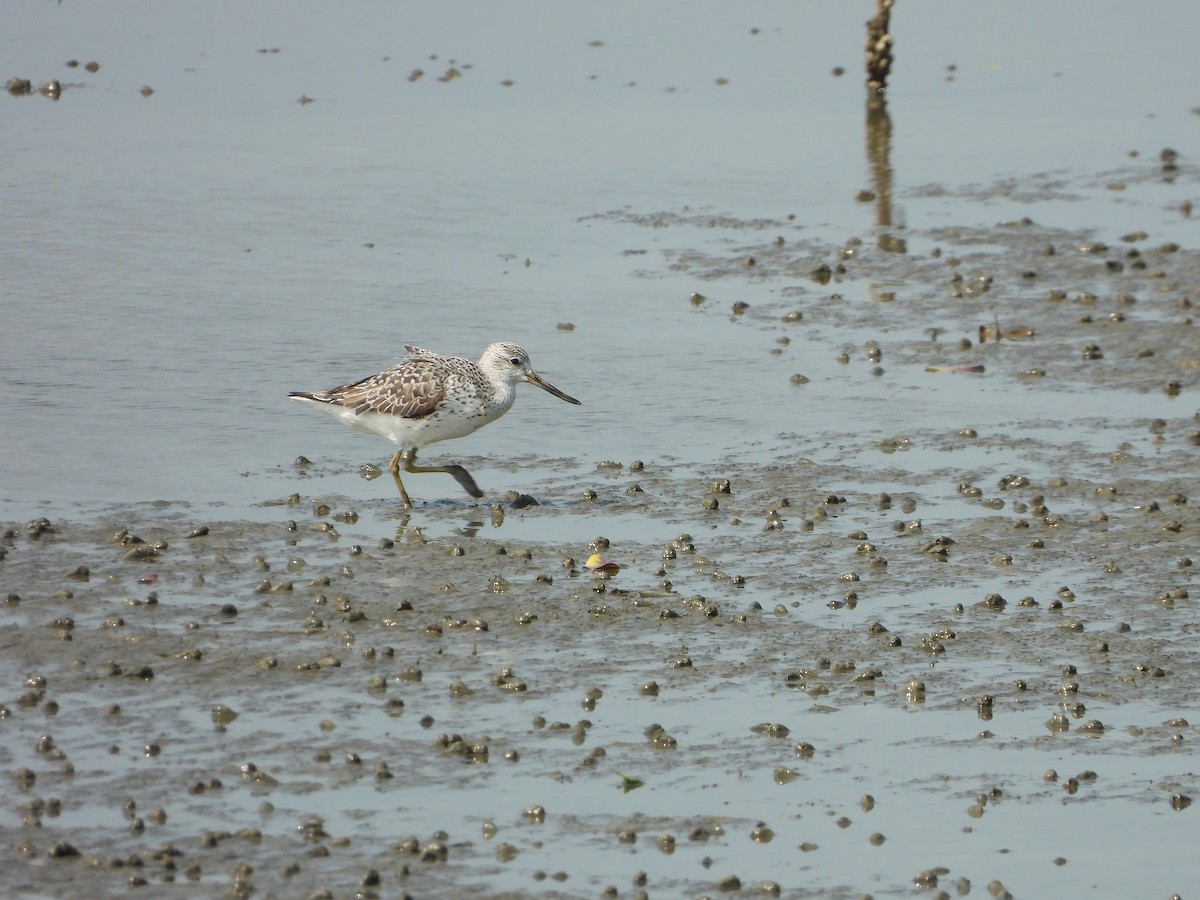 Nordmann's Greenshank - ML618623617