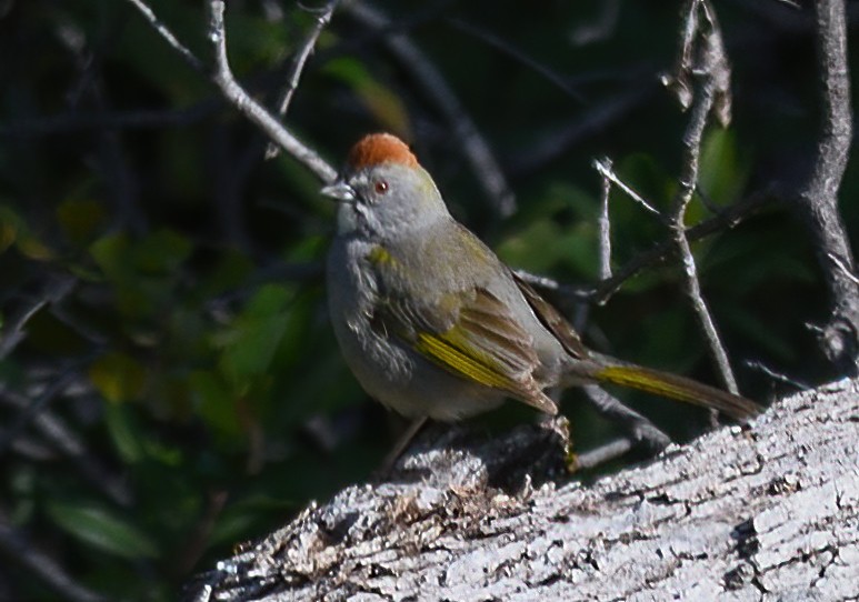 Green-tailed Towhee - ML618623619