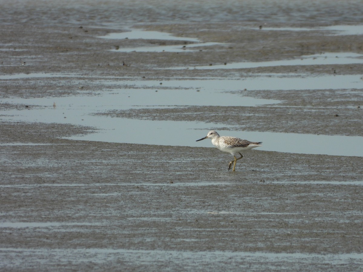 Nordmann's Greenshank - Philipp Maleko