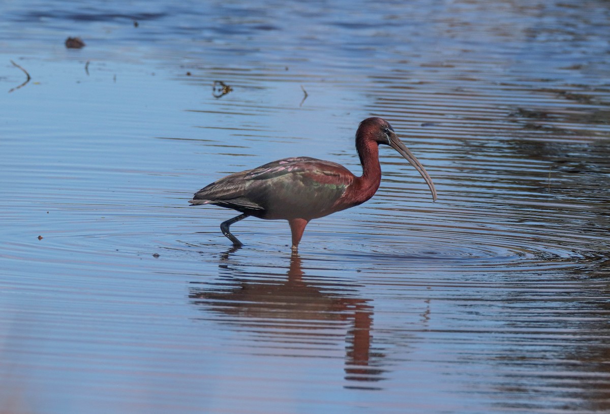 Glossy Ibis - Zachary Holderby