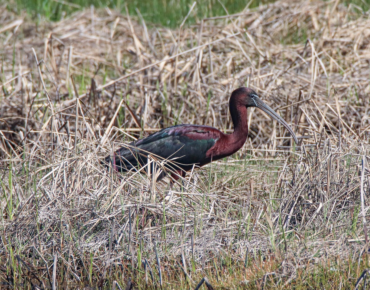 Glossy Ibis - ML618623665