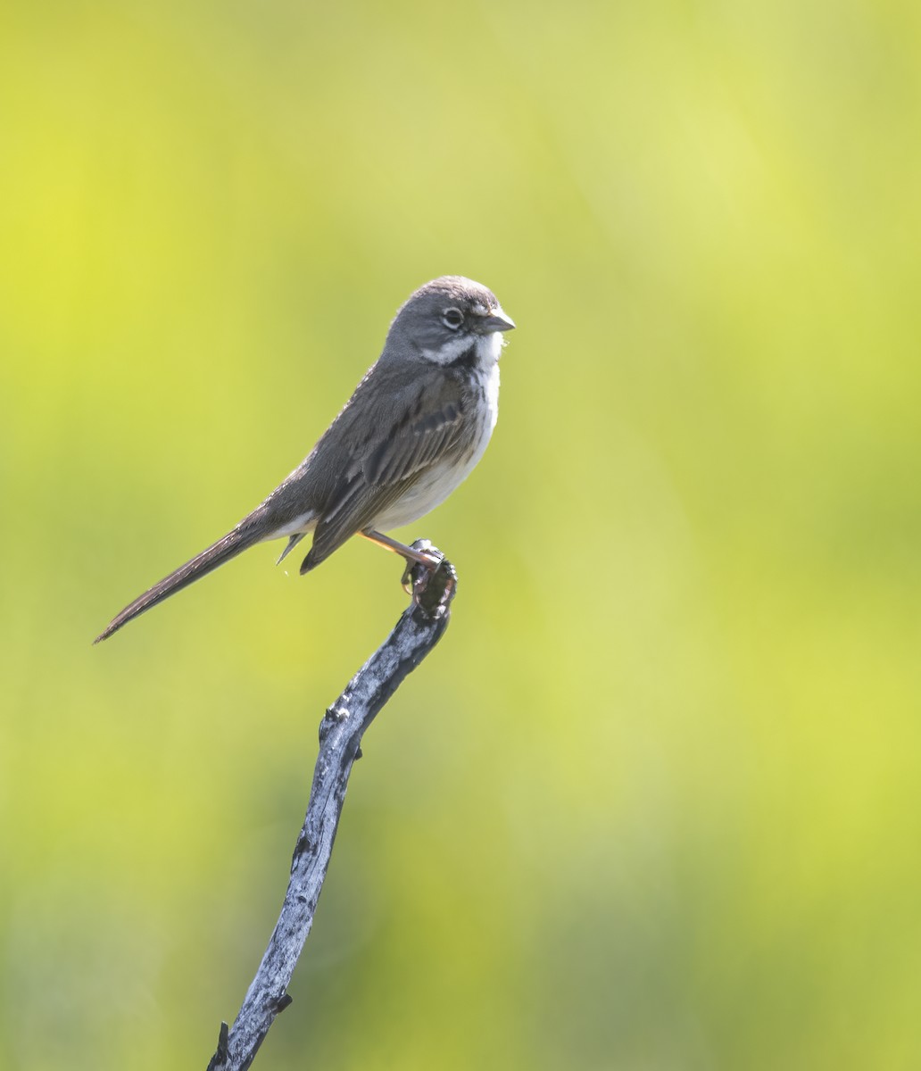 Bell's Sparrow - ML618623718