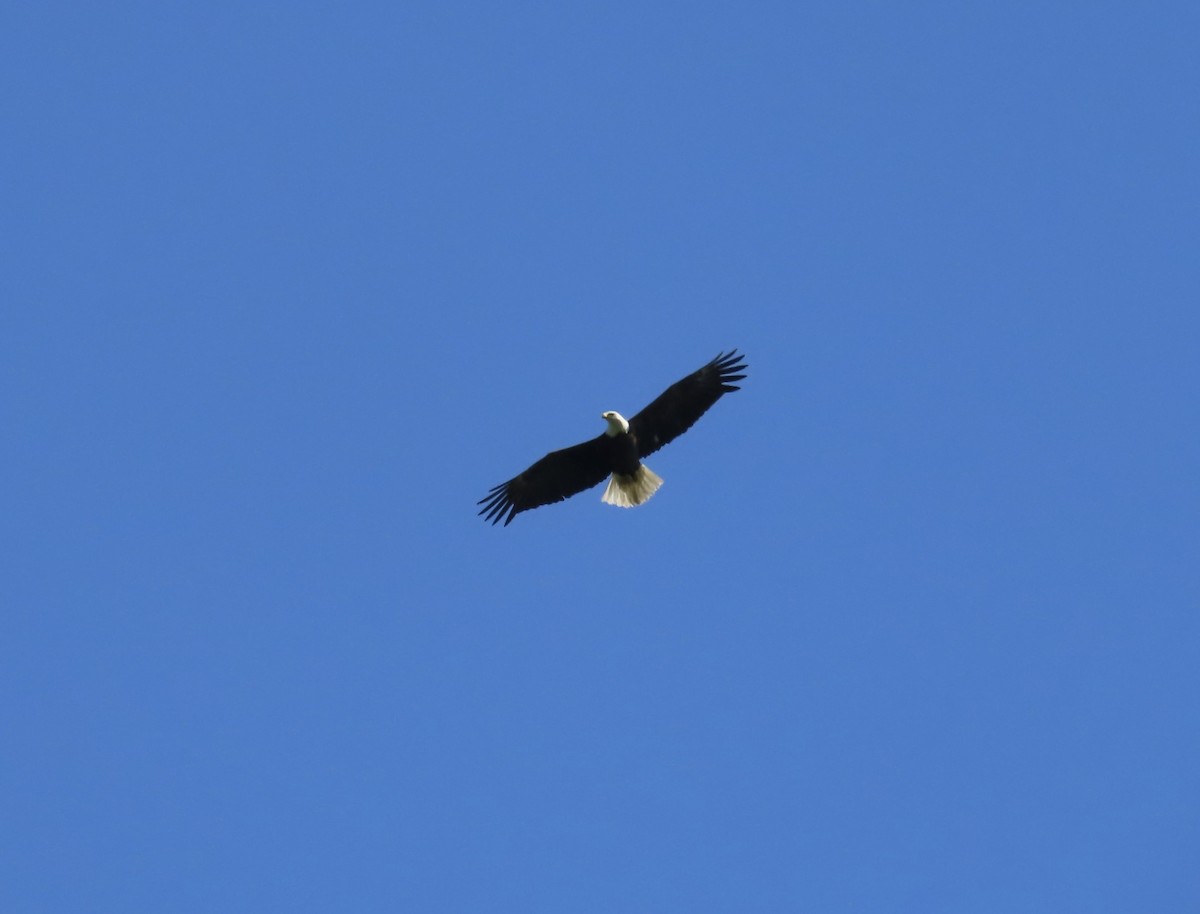 Bald Eagle - ML618623719