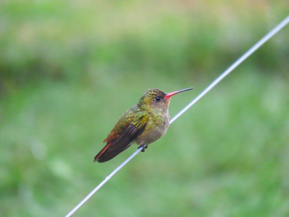 Gilded Hummingbird - ML618623740