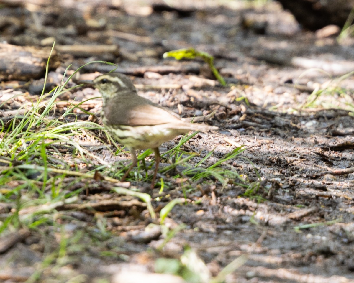 Louisiana Waterthrush - Dixie Sommers