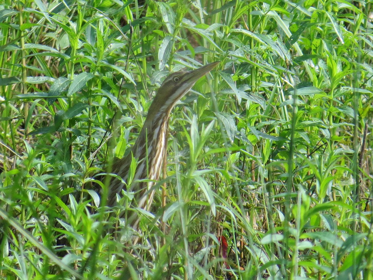 American Bittern - ML618623760