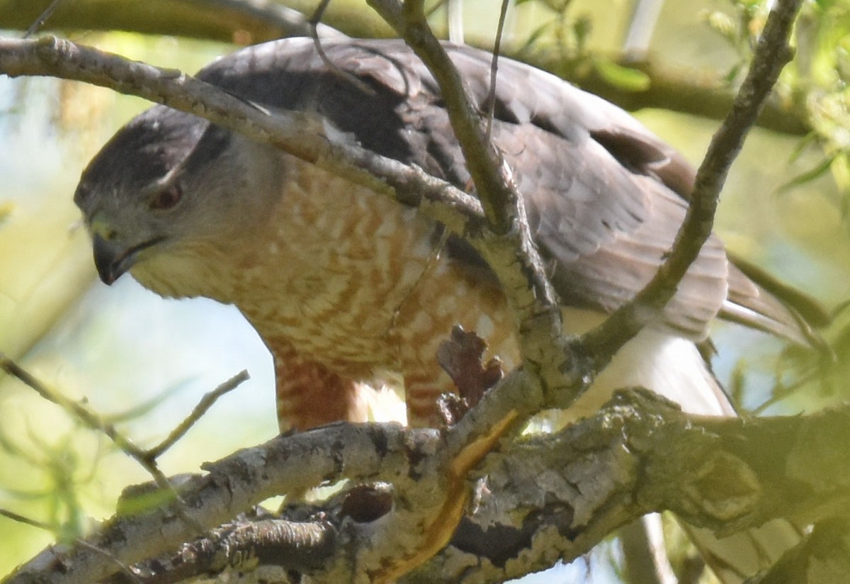 Cooper's Hawk - ML618623794