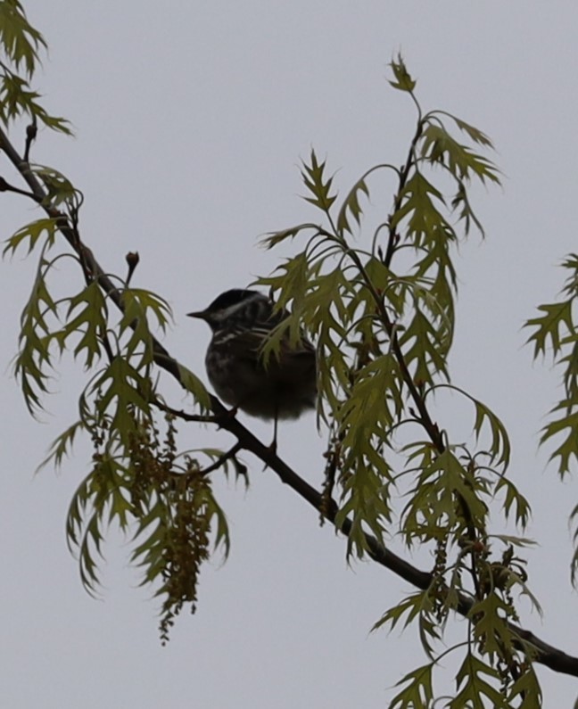 Blackpoll Warbler - Randal Newton