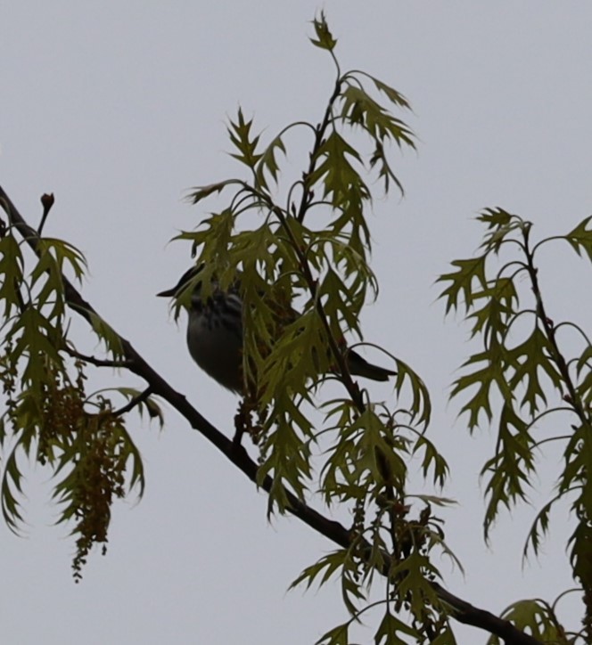 Blackpoll Warbler - Randal Newton