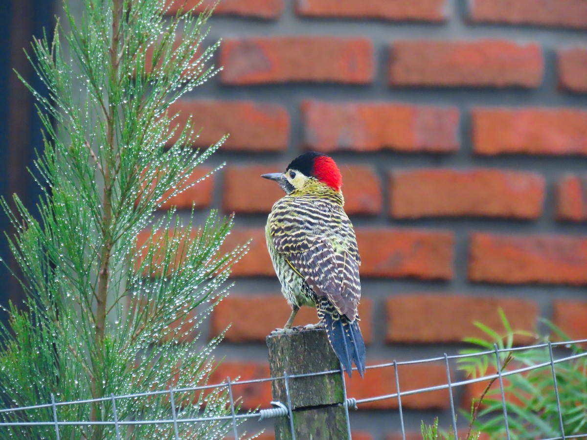 Green-barred Woodpecker - ML618623812
