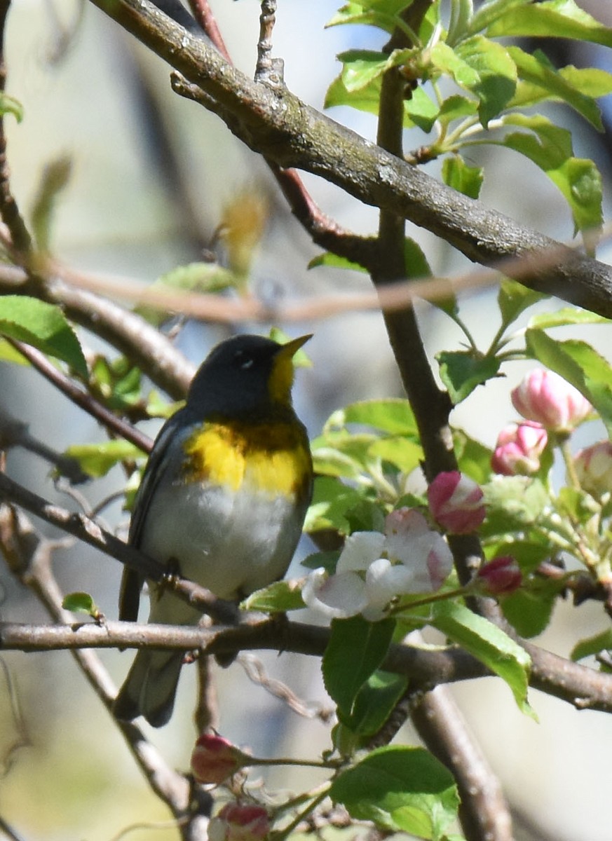 Northern Parula - ML618623815