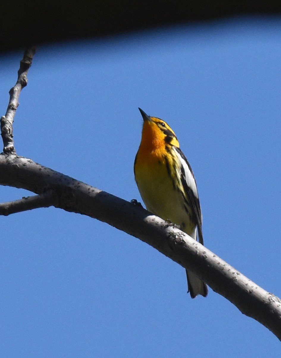 Blackburnian Warbler - ML618623824