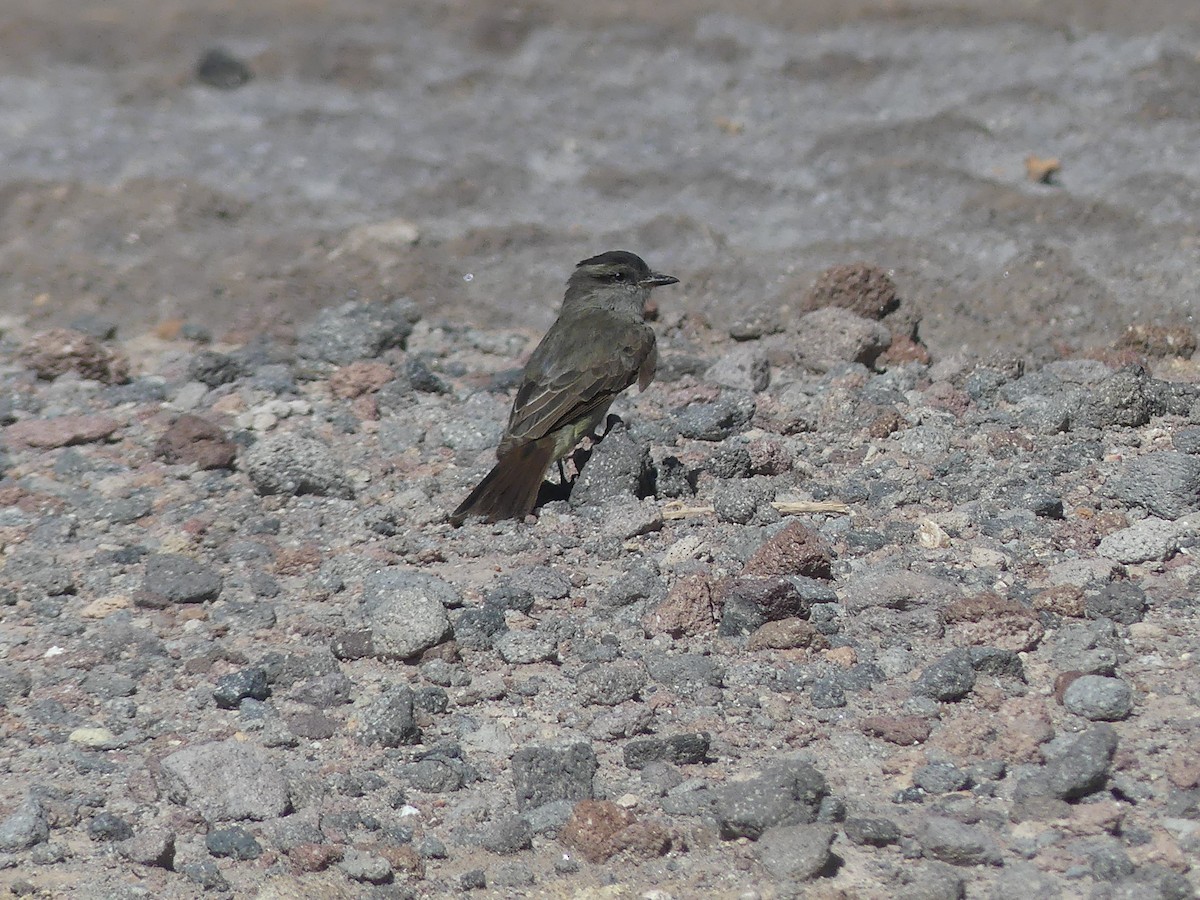 Crowned Slaty Flycatcher - ML618623838