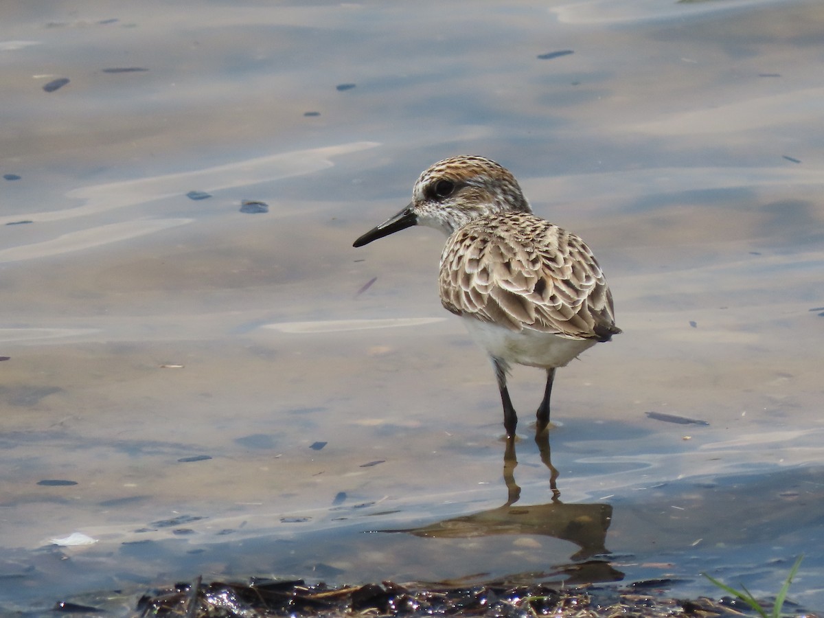 Semipalmated Sandpiper - Ruben  Stoll