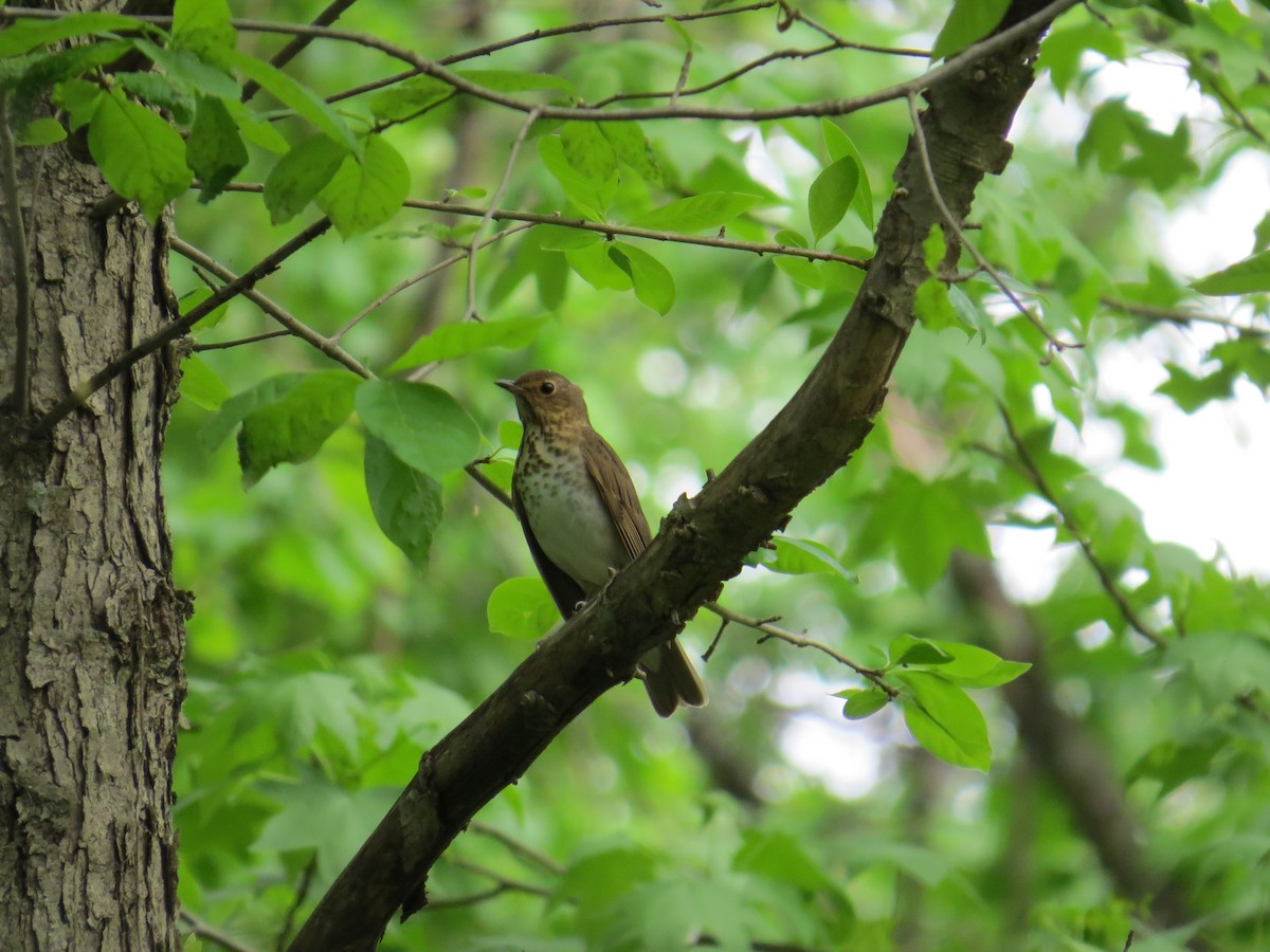 Swainson's Thrush - ML618623847