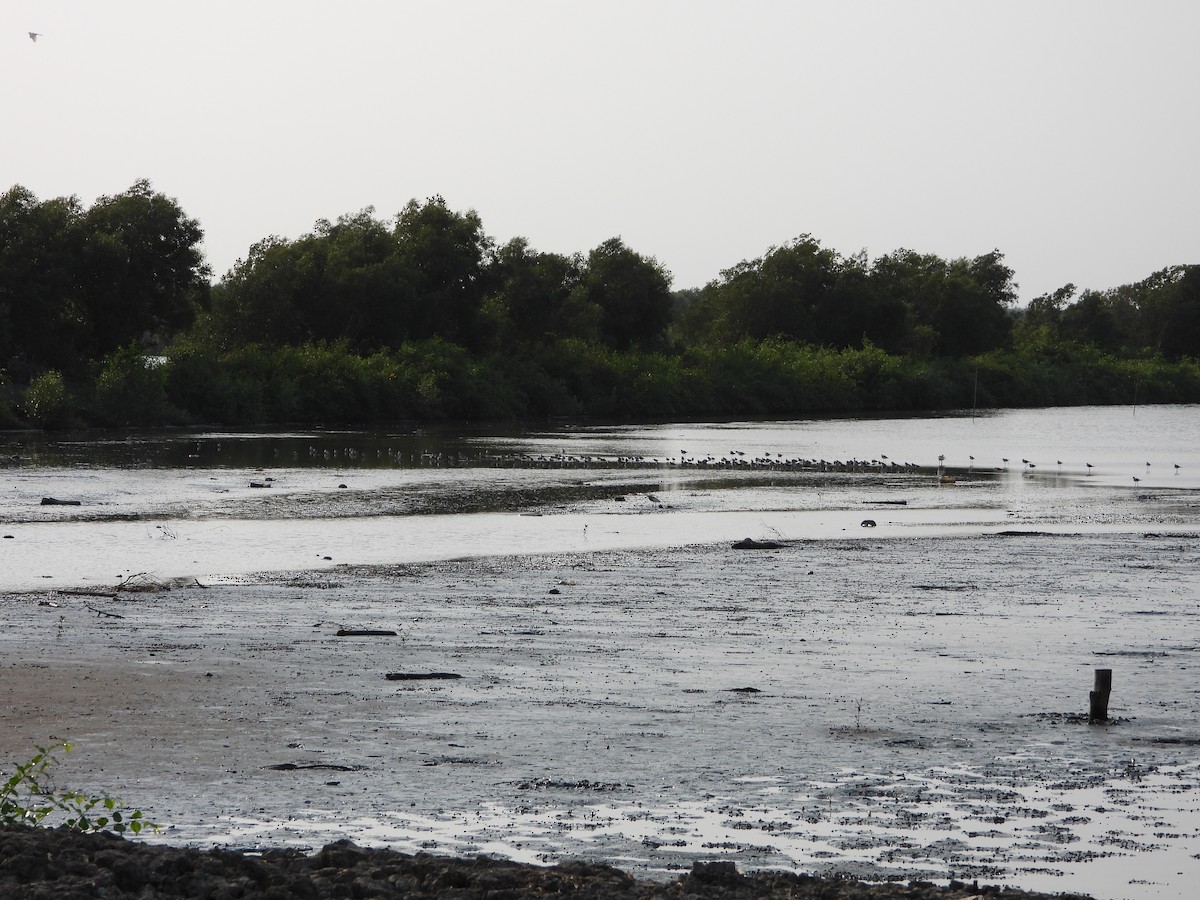 Nordmann's Greenshank - ML618623859