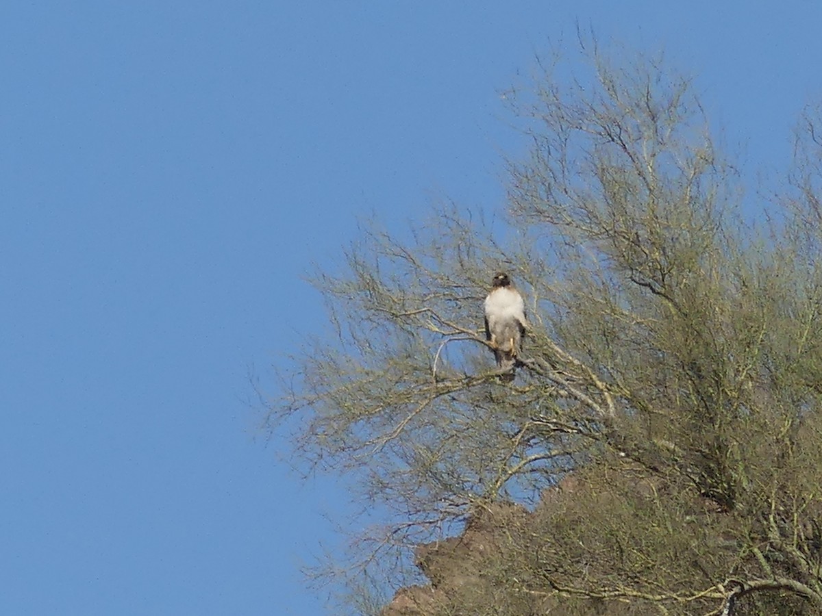 Red-tailed Hawk - Dennis Wolter