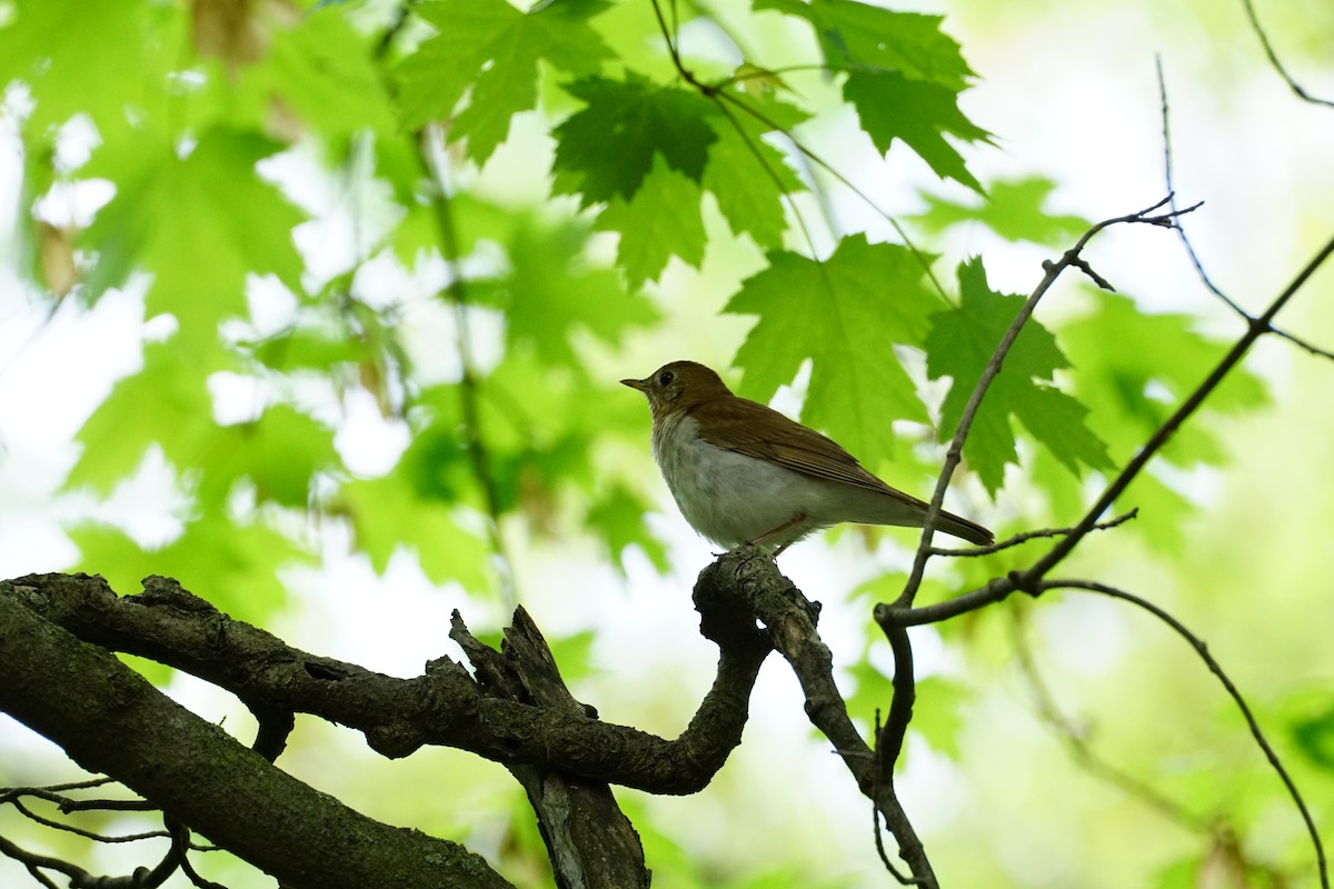 Veery - ML618623873