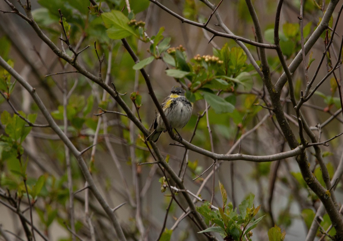 Yellow-rumped Warbler (Myrtle x Audubon's) - Tristan Semeniuk