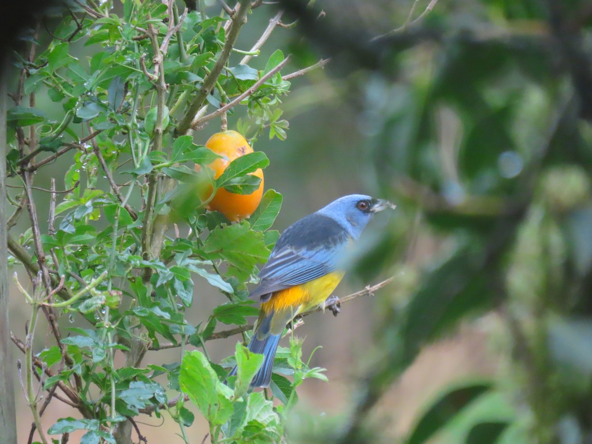 Blue-and-yellow Tanager - ML618623898