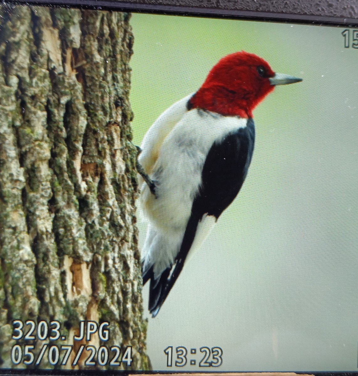 Red-headed Woodpecker - ML618623913