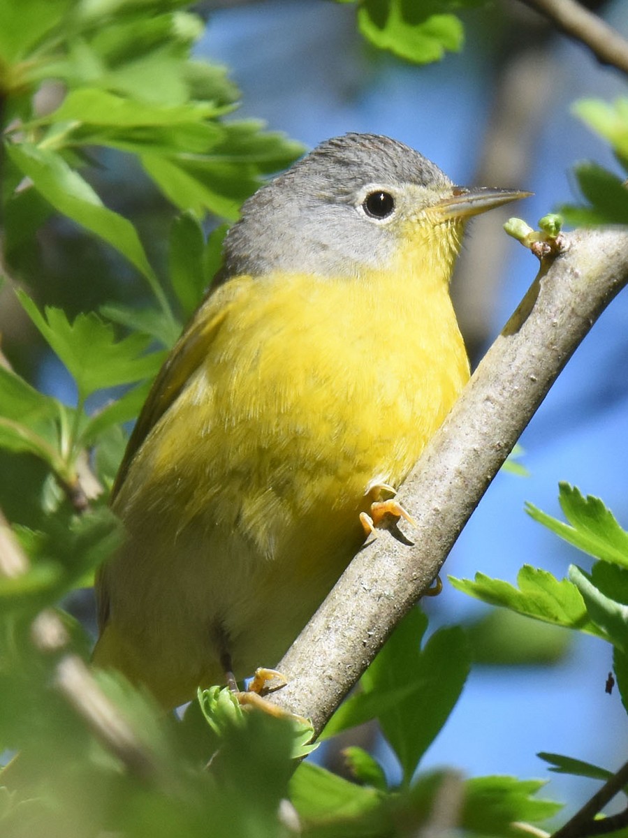 Nashville Warbler - ML618623917