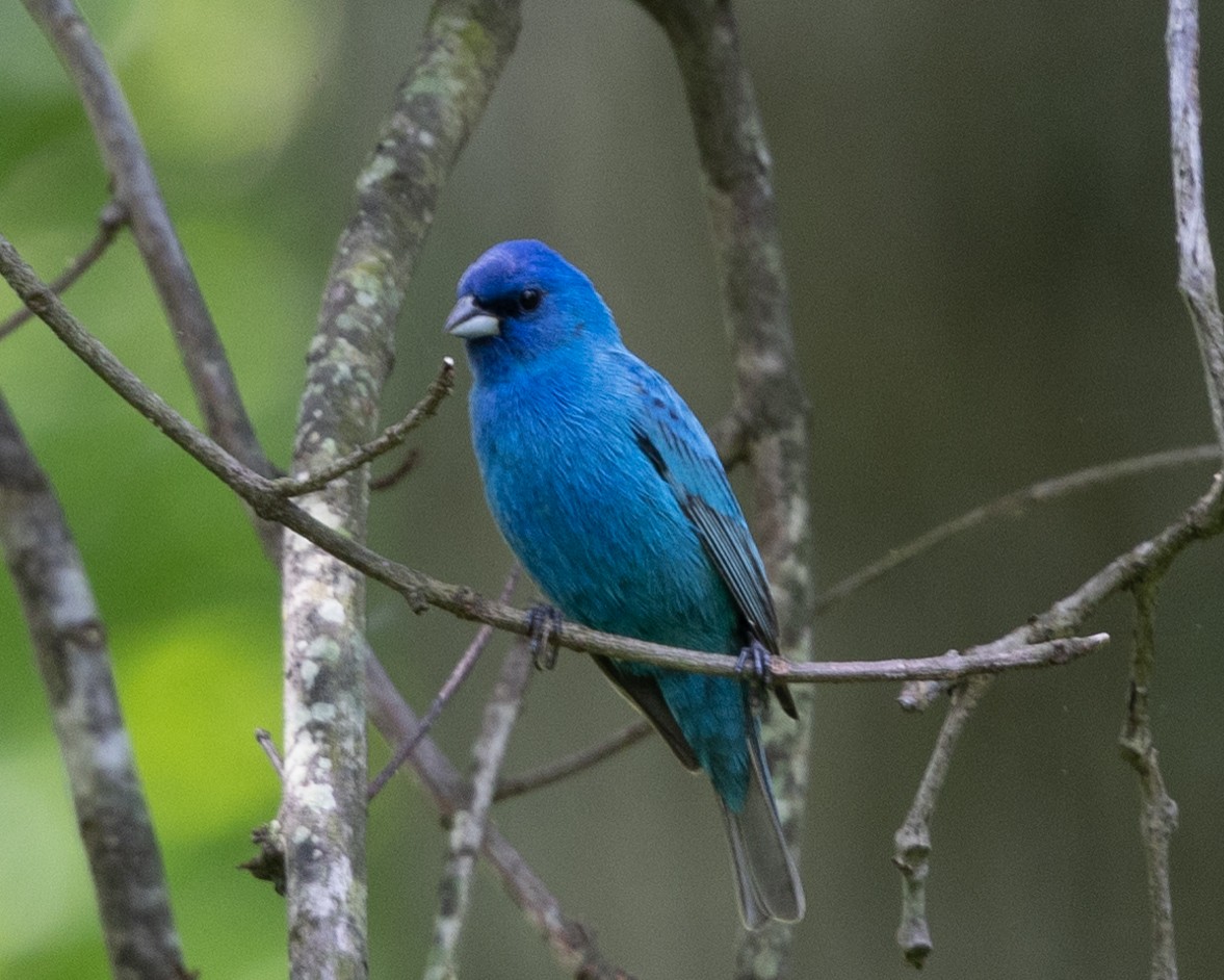 Indigo Bunting - Dixie Sommers