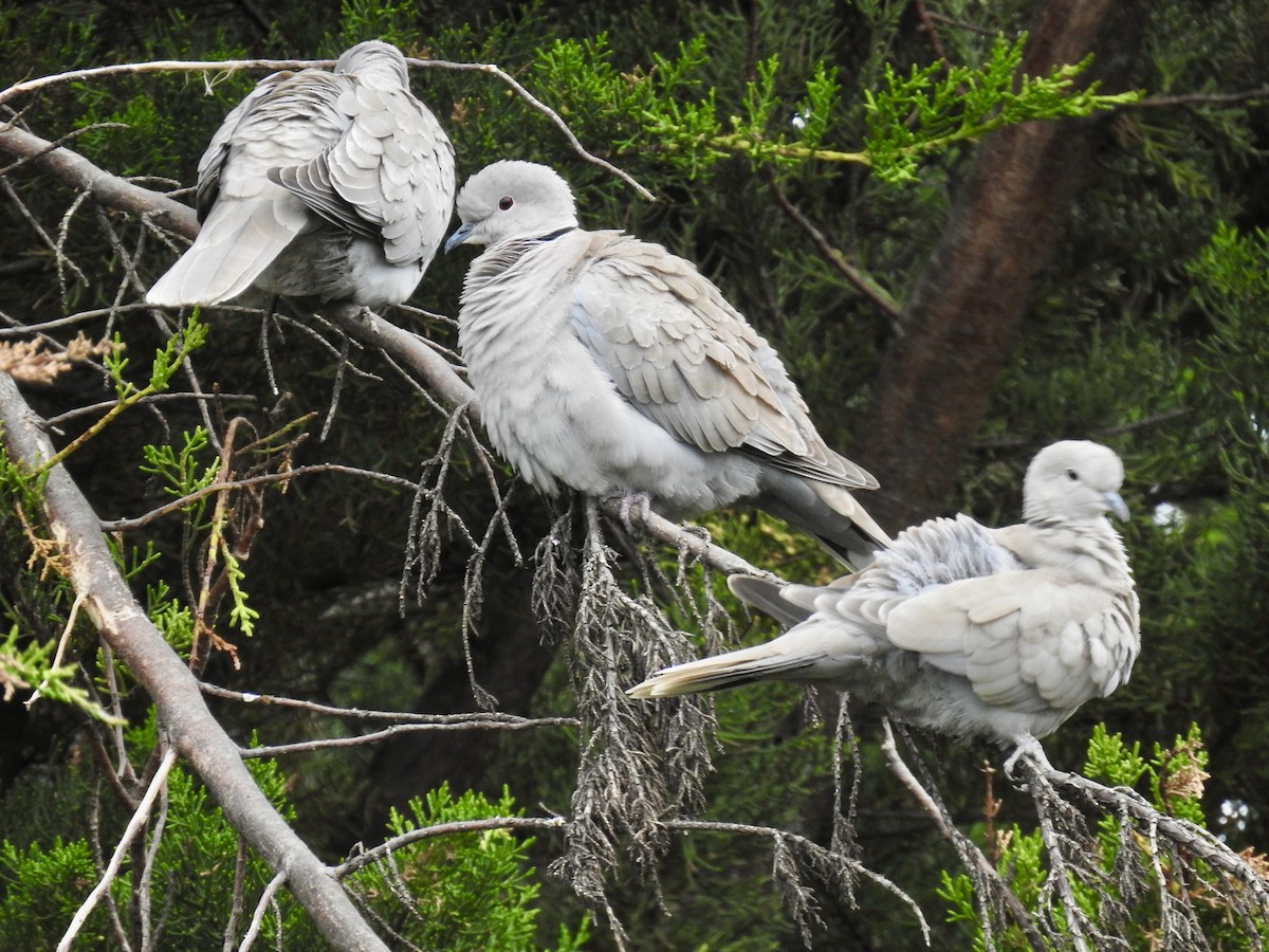 Eurasian Collared-Dove - ML618623923