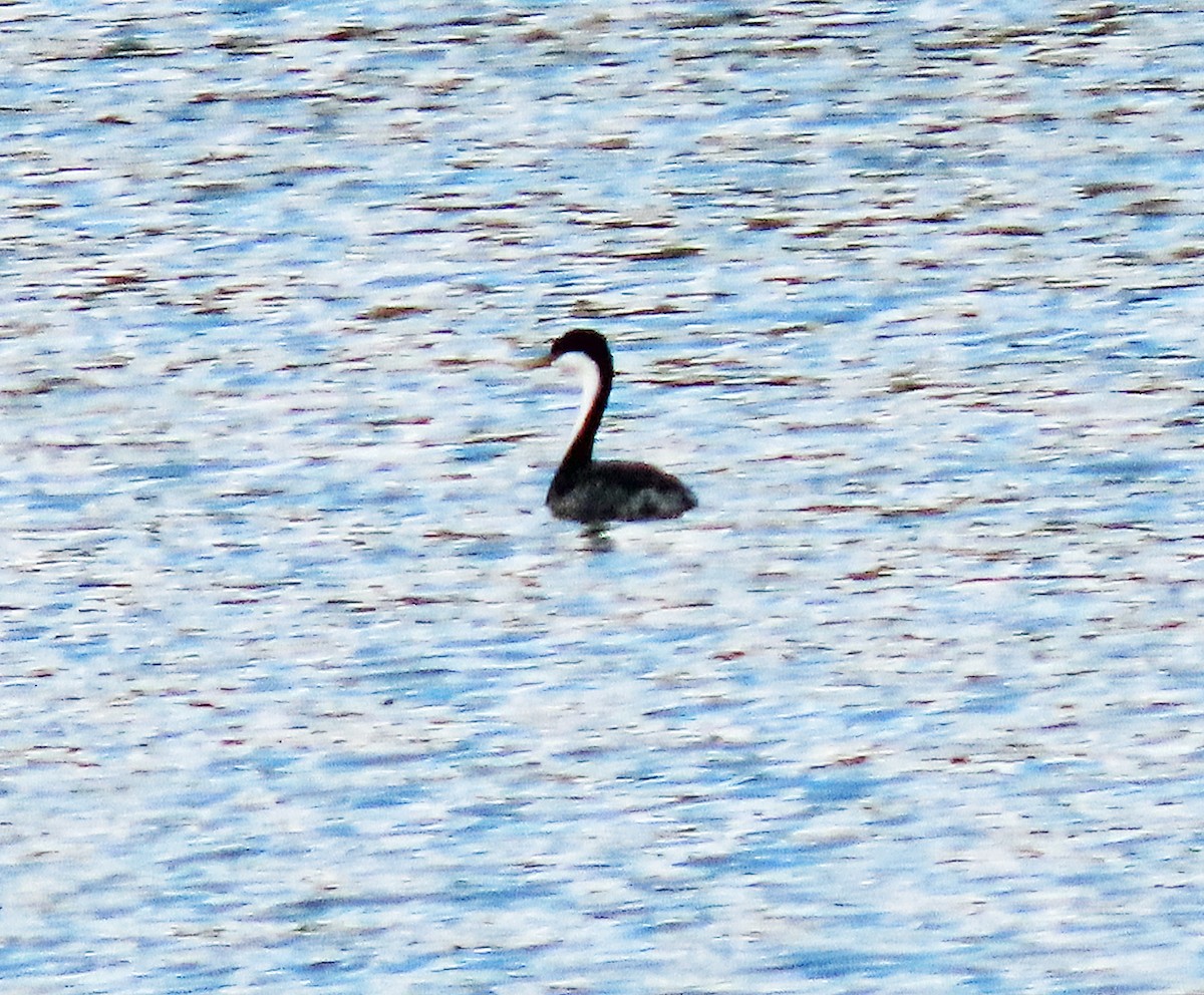 Western Grebe - ML618623943