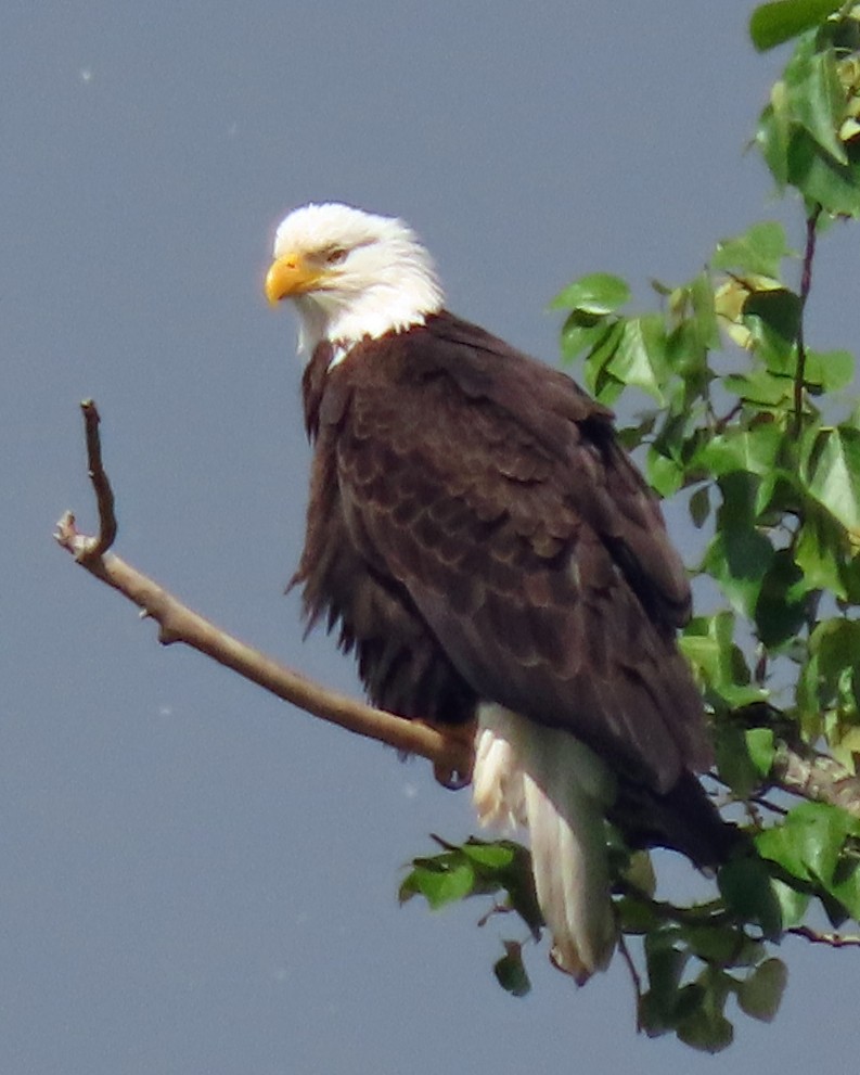 Bald Eagle - ML618623955