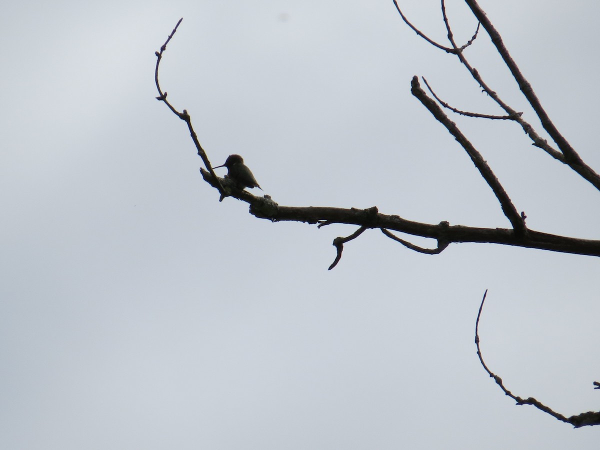 Ruby-throated Hummingbird - ML618623970